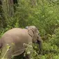 Gajah yang dipasang GPS Collar oleh BBKSDA Riau untuk memantau pergerakannya. (Liputan6.com/M Syukur)
