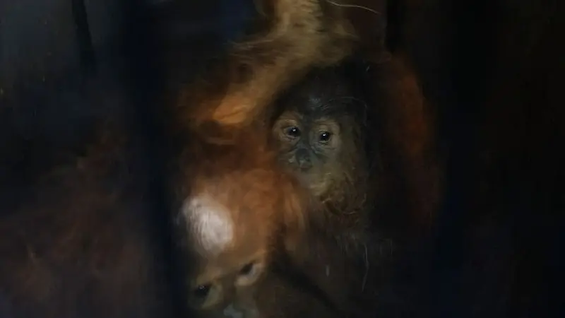 Dua ekor orangutan yang gagal diselundupkan dari Kota Dumai tujuan Malaysia.