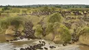 Ratusan Wildebeest menyeberangi sungai di Masai Mara saat berimigrasi, Kenya (4/9/2015). Wildebeest bermigrasi hingga jarak ratusan kilometer demi menemukan padang rumput selama musim kering di Kenya. (AFP PHOTO/Carl de Souza)
