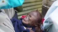 Bayi orangutan di Kebun Binatang Gembira Loka Yogyakarta lahir pada 4 Juni 2021 dini hari dengan berat badan 1,57 kilogram. (dok. Twitter/@KementerianLHK)