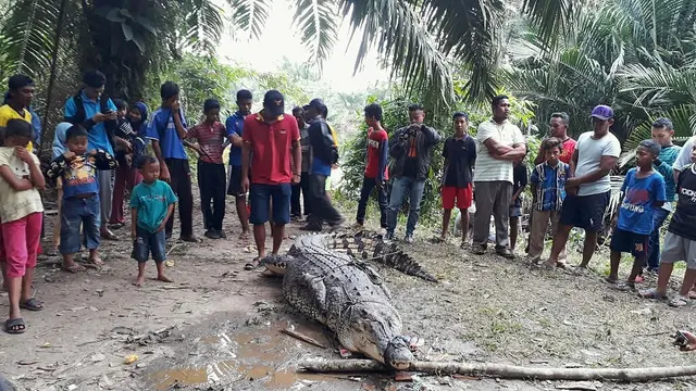 Makan Umpan Ayam, Buaya Raksasa Mati Mengenaskan di Tangan Warga