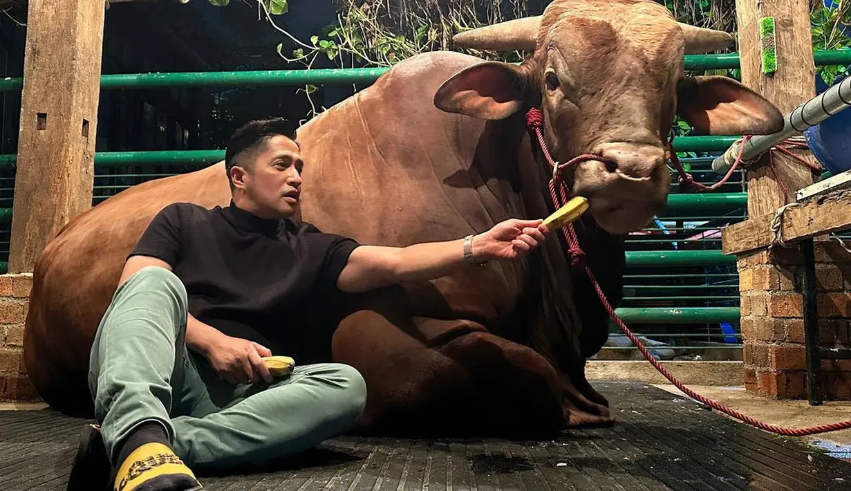 Seperti diketahui, belakangan ini Irfan sangat dekat dengan sapi-sapi yang akan dijadikan kurban. Pulang syuting jam 02.00 Irfan langsung ke kandang.  [Instagram/irfanhakim75]