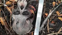 Misteri Tengkorak Orangutan di Area Konservasi Kalbar