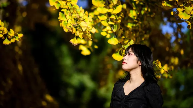 Pohon Ginkgo Wisata Musim Gugur di Korsel