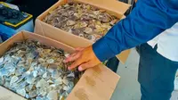 14 kilogram sisik trenggling yang disita petugas dari empat penjual satwa ilegal di Pekanbaru. (Liputan6.com/M Syukur)
