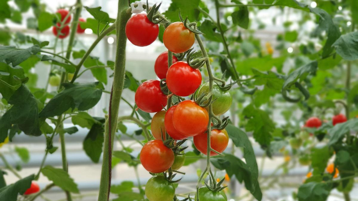 5 Bahan Alami untuk Mengobati Kanker Prostat
