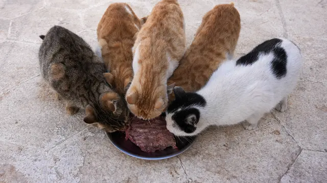 Merawat Kucing-Kucing yang Diselamatkan dari Gempa Turki dan Suriah