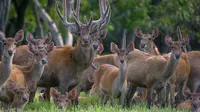 Tiga Rusa Kabur dari Penangkaran Pertamina, Bikin Masalah di Lahan Petani