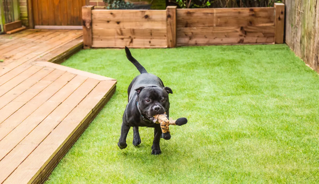Pitbull memiliki daya cengkeram yang luar biasa pada rahangnya. Sekali menggigit, anjing ini tak akan mau melepaskan gigitannya sebelum mendapatkan apa yang dimau. Dan itulah yang disinyalir membuat gigitan pitbull sulit dilepaskan. (istockphoto.com)