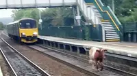 Dalam rekaman singkat milik Aimee Ramsay terlihat si sapi dengan santainya melenggang di jalur kereta. Berikut ini videonya.