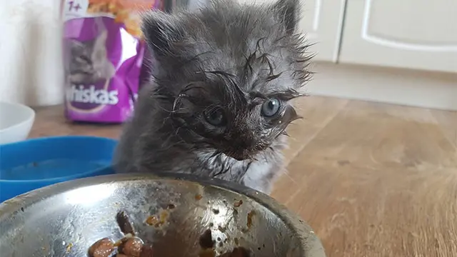 potret kocak kucing saat makan