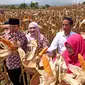 Dalam acara Panen Raya jagung di Dompu, Presiden Jokowi didampingi Ibu Negara Iriana yang sangat cekatan memetik jagung-jagung yang siap panen didampingi Gubernur NTB TGH M Zainul Majdi), Sabtu (11/4/2015). (Rumgapres/ Agus Suparto)