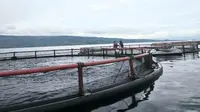 Japfa Sejahterakan Warga Sekitar Danau Toba Lewat Budidaya Ikan Keramba