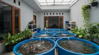 11 Jenis Ikan Air Tawar yang Nilai Jualnya Stabil Sepanjang Tahun, Cocok untuk Usaha Budidaya