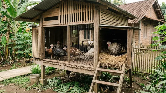 Model Kandang Ternak Kalkun yang Ideal