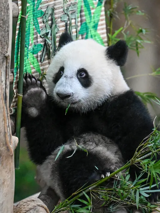 Panda betina Sheng Yi bereaksi di dalam kandang panda di Kebun Binatang Nasional di Kuala Lumpur pada 25 Mei 2022.Setelah hampir setahun dilahirkan, anak ketiga pasangan panda gergasi Xing Xing dan Liang Liang dari China akhirnya diberikan nama - Sheng Yi yaitu keamanan dan persahabatan. (AFP/Mohd Rasfan)