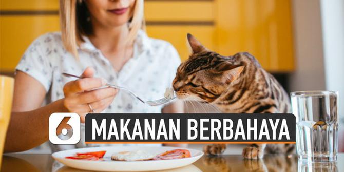 VIDEO: Jangan Beri Makanan Ini Untuk Kucing, Akibatnya Berbahaya