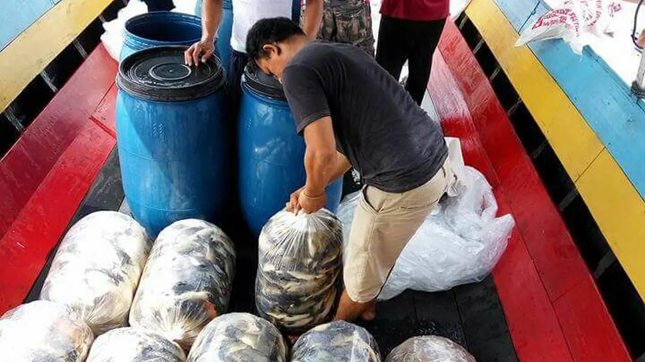 Panen Ikan Dini Petani Keramba Jaring Apung di Waduk Jangari