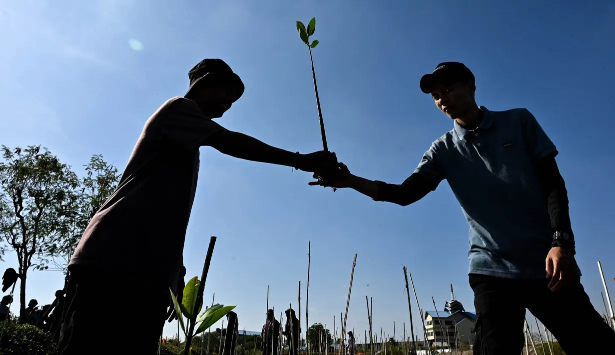 Relawan memindahkan bibit bakau untuk ditanam di perairan dangkal dalam rangka memperingati Hari Lingkungan Hidup Sedunia di Banda Aceh pada tanggal 5 Juni 2024. (CHAIDEER MAHYUDDIN/AFP)