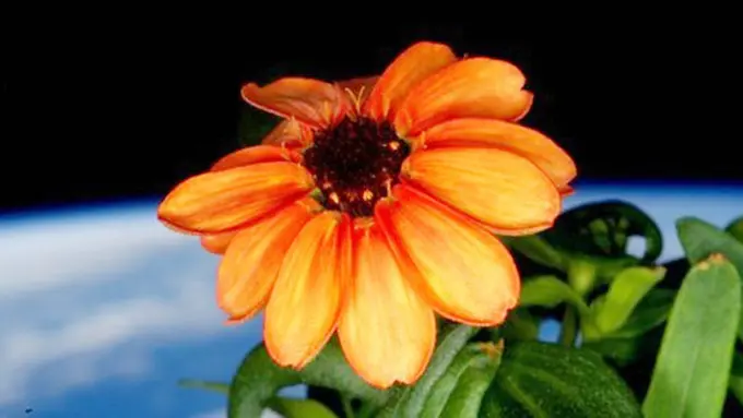 Photo: Copyright twitter / @StationCDRKelly