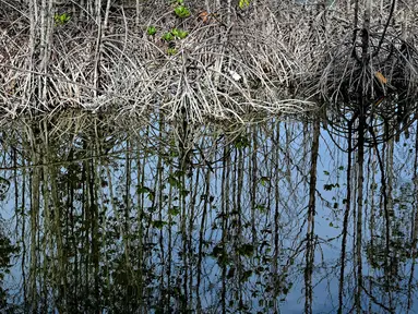 Hutan bakau yang rusak terlihat di dekat rumah-rumah penduduk pada Hari Mangrove Sedunia di Banda Aceh pada tanggal 26 Juli 2024. (CHAIDEER MAHYUDDIN/AFP)