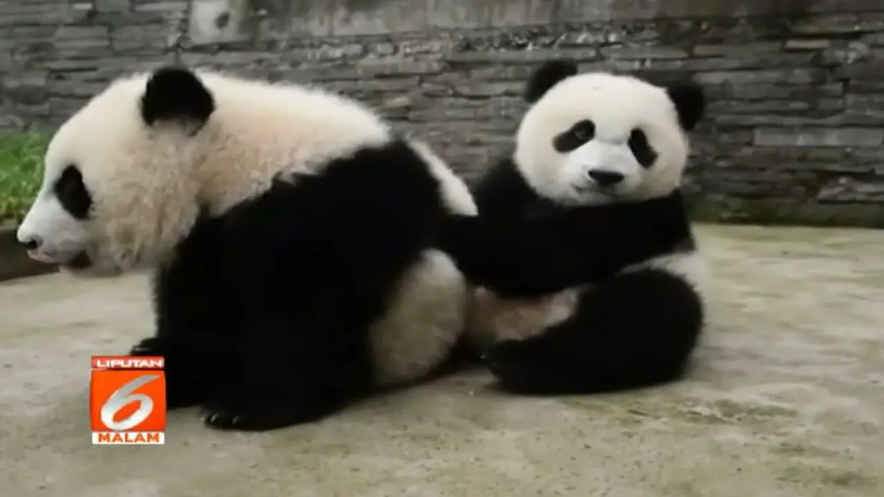 Terlampau Aktif, Panda Kakak Beradik Ini Dipisah dari Temannya