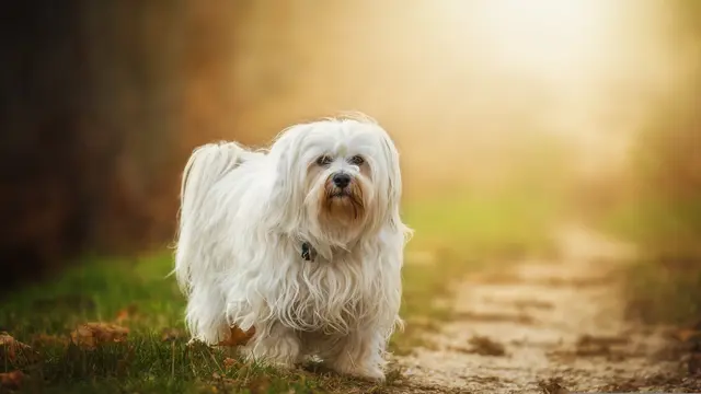 Havanese Dog