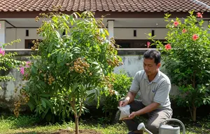 Kelengkeng Sudah Berbuah tapi Ukurannya Kecil? Coba Tips Perawatan Ini