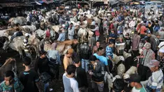 Suasana aktivitas jual beli hewan kurban di Pasar Hewan Jonggol, Kabupaten Bogor, Jawa Barat, Kamis (7/7/2022). Menjelang Idul Adha yang jatuh pada 10 Juli mendatang, pasar hewan terbesar se-Jabodetabek itu kian ramai dipadati oleh aktivitas jual beli hewan kurban seperti sapi, kerbau, dan domba. (merdeka.com/Iqbal S Nugroho)