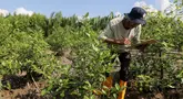 Anggota Lembaga Pengelola Hutan Desa Sungsang empat melakukan pencatatan pertumbuhan pohon mangrove (Rhizophora mucronata) di Desa Sungsang IV, Kecamatan Banyuasin II, Banyuasin, Sumatera Selatan, Selasa (27/5/2025). (Liputan6.com/Herman Zakharia)