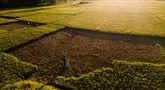 Foto udara ini memperlihatkan seorang petani sedang memotong tanaman padi yang rusak akibat kekeringan di Aneuk Galong, Provinsi Aceh, Minggu, 30 Agustus 2026. (AFP/ Chaideer Mahyuddin)