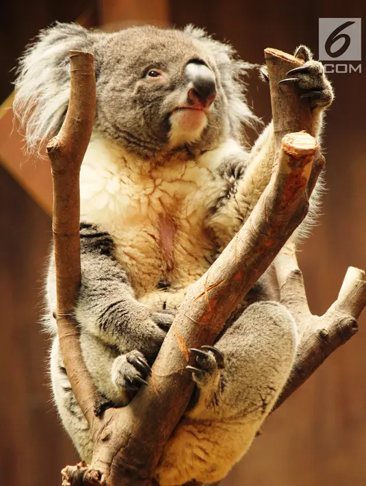 Seekor Koala sedang bertengger di salah satu atraksi Waterfront Ocean Park Hong Kong (18/5). Adventure in Australia merupakan wahana bertema alam Australia lengkap dengan spesies ikonik, seperti salah satunya Koala. (Liputan6.com/Ahmad Ibo)