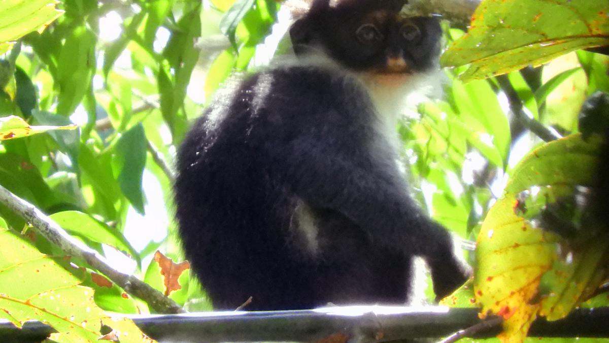 Melacak Lutung Drakula yang Bangkit dari 'Kepunahan'
