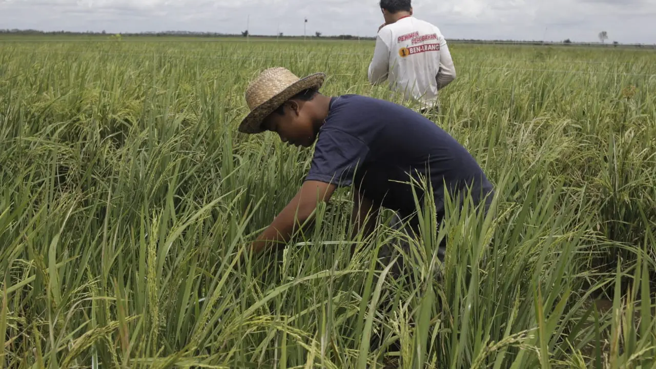 Arti Agraris, Ketahui Pula Keuntungankeuntungannya Ragam