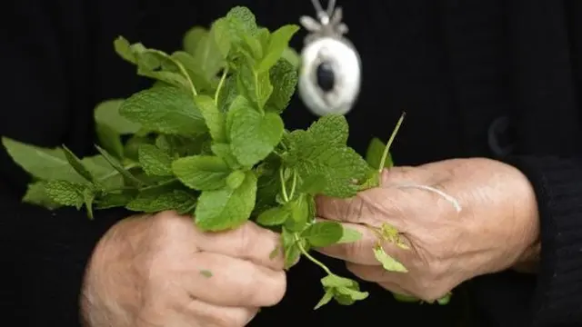 Dibalik aroma dan nikmatnya teh daun mint dan rosemary, ini segudang manfaat baik untuk kesehatan kamu.
