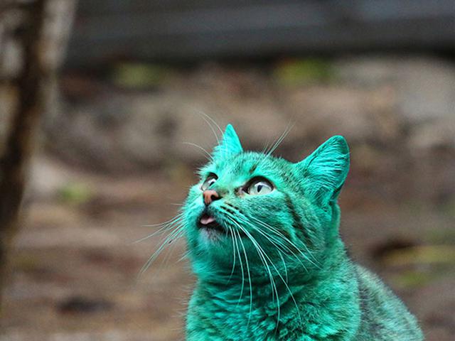 Uniknya Kucing Hijau Yang Hebohkan Publik Citizen6 Liputan6 Com