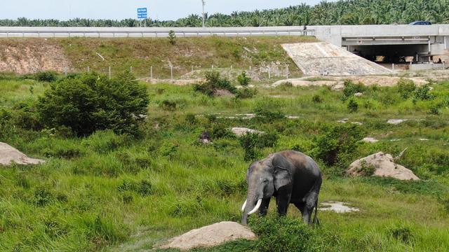 Hutama Karya membangun terowongan gajah di sejumlah titik jalan tol Pekanbaru-Dumai
