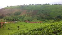Kebun Teh salah satu objek wisata di Kabupaten Majalengka. Foto (Liputan6.com / Panji Prayitno)