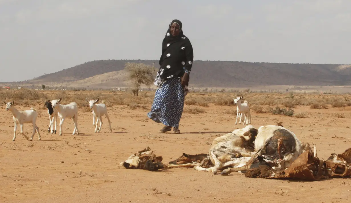 Bangkai ternak tampak di padang pasir daerah kota Hargeysa selatan, Somalia, (7/4).Berkurangnya volume air membuat sejumlah hewan ternak mati. (REUTERS / Feisal Omar)