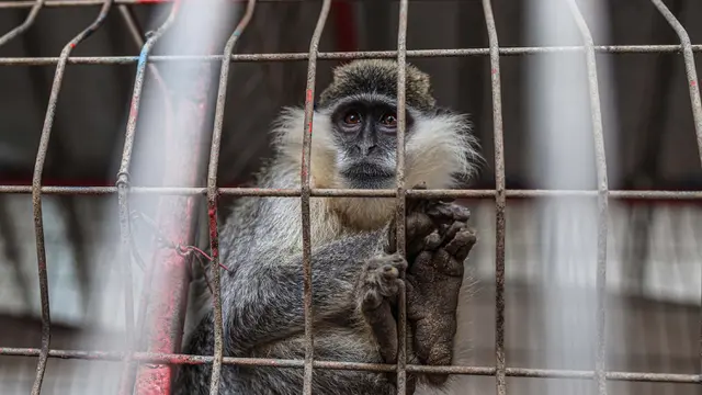 Kondisi Hewan di Kebun Binatang Gaza