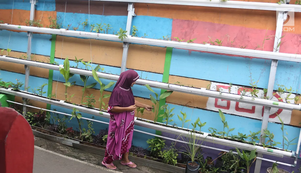 Warga beraktivitas di sekitar Kampung Hidroponik Pengadegan, Jakarta, Kamis (22/2). Hasil panen tanaman hidroponik tersebut dibeli oleh masyarakat setempat. (Liputan6.com/Immanuel Antonius)