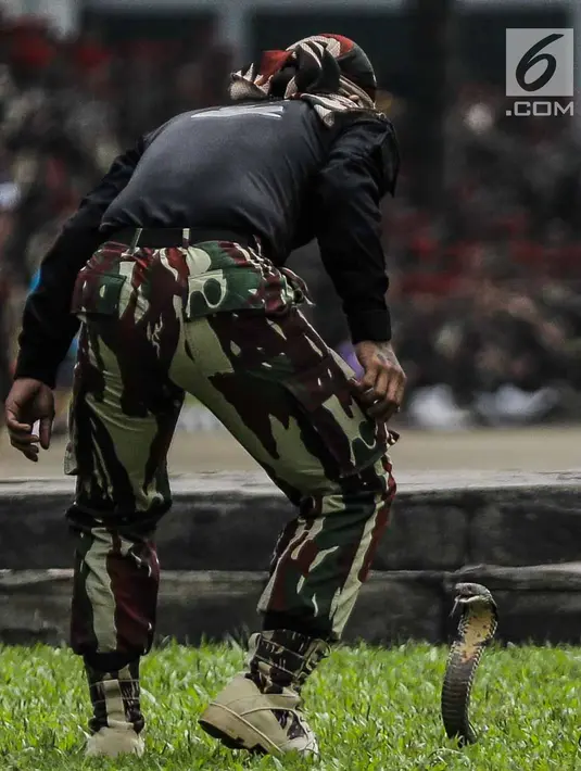 Seorang personel Komando Pasukan Khusus (Kopassus) memperagakan cara menjinakan ular kobra pada Upacara Penyerahan Satuan di Lapangan Mako Kopassus, Jakarta, Jumat (23/3). Satuan Kopassus resmi dipimpin Mayjen TNI Eko Margyono (Liputan6.com/Faizal Fanani)
