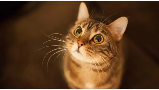 Foto : copyright thinkstockphotos.com