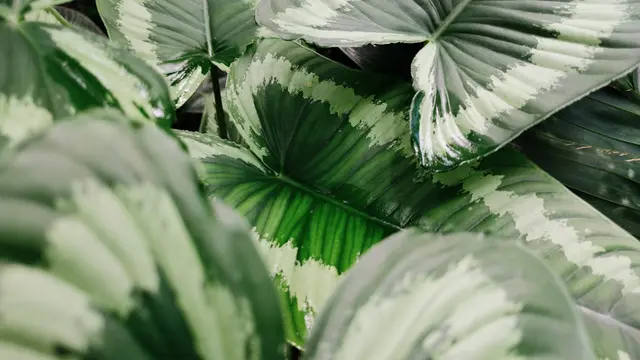 Homalomena