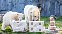 Beruang kutub "Nanook" (kiri) dan ibunya "Lara" memeriksa paket dan kue es yang diberikan kepada Nanook untuk ulang tahun pertamanya di kebun binatang di Gelsenkirchen, Jerman barat (4/12). (AFP Photo/dpa/Marcel Kusch)