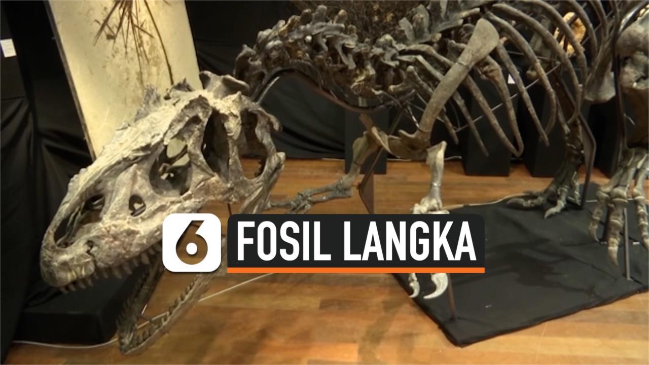 VIDEO: Fosil Langka Allosaurus dilelang Seharga 3 Juta Dolar Amerika