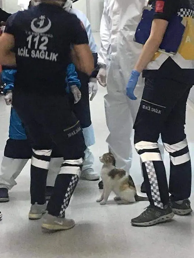 Kisah Induk Kucing Bawa Anaknya ke Rumah Sakit Ini Bikin Haru