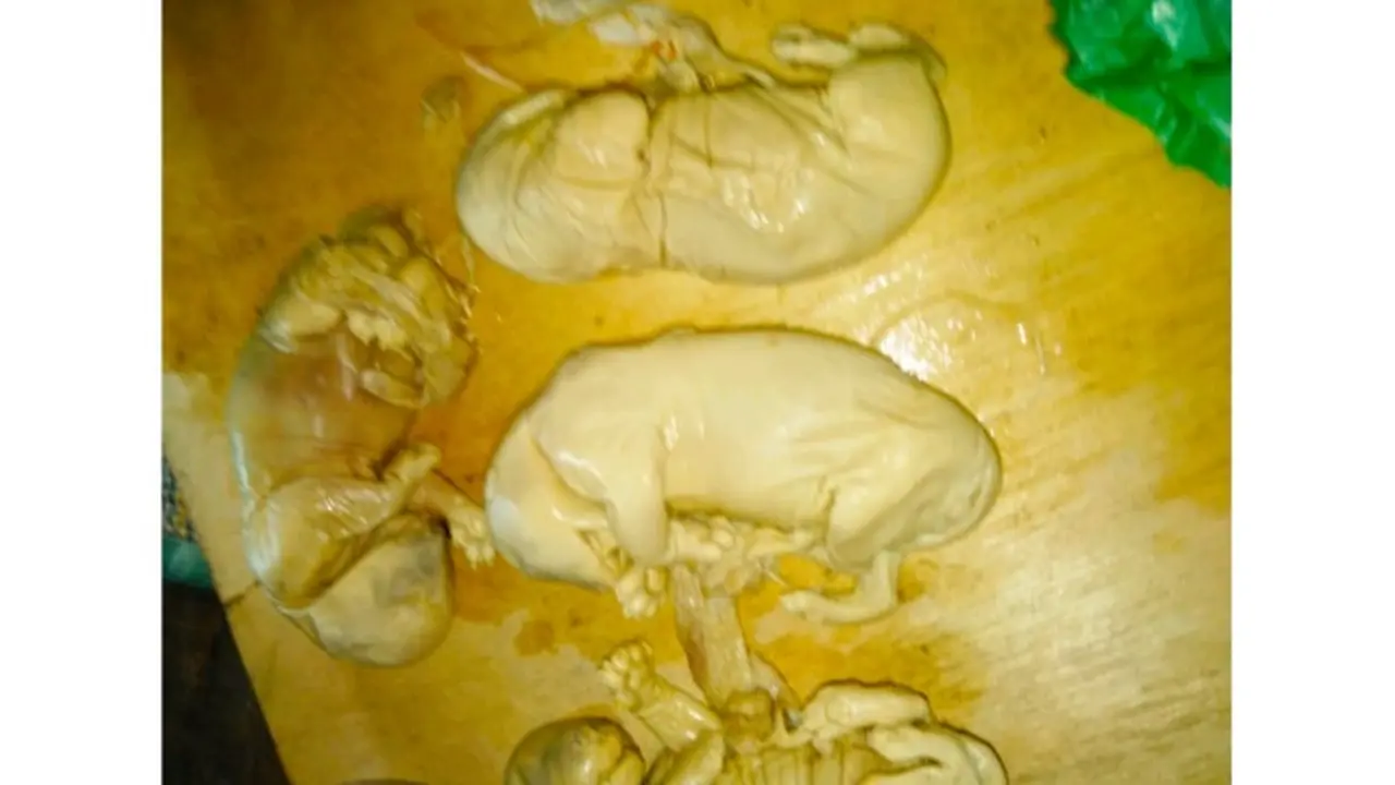 Janin harimau sumatra yang disita petugas dari pemburu dan penjual organ satwa dilindungi.