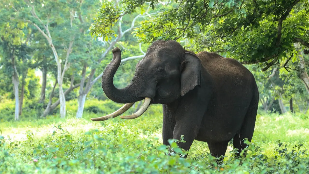 Bandipur