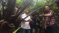 Ahok saat blusukan di kebun salak Condet, Jakarta Timur (Liputan6.com/Delvira Chaerani Hutabarat)